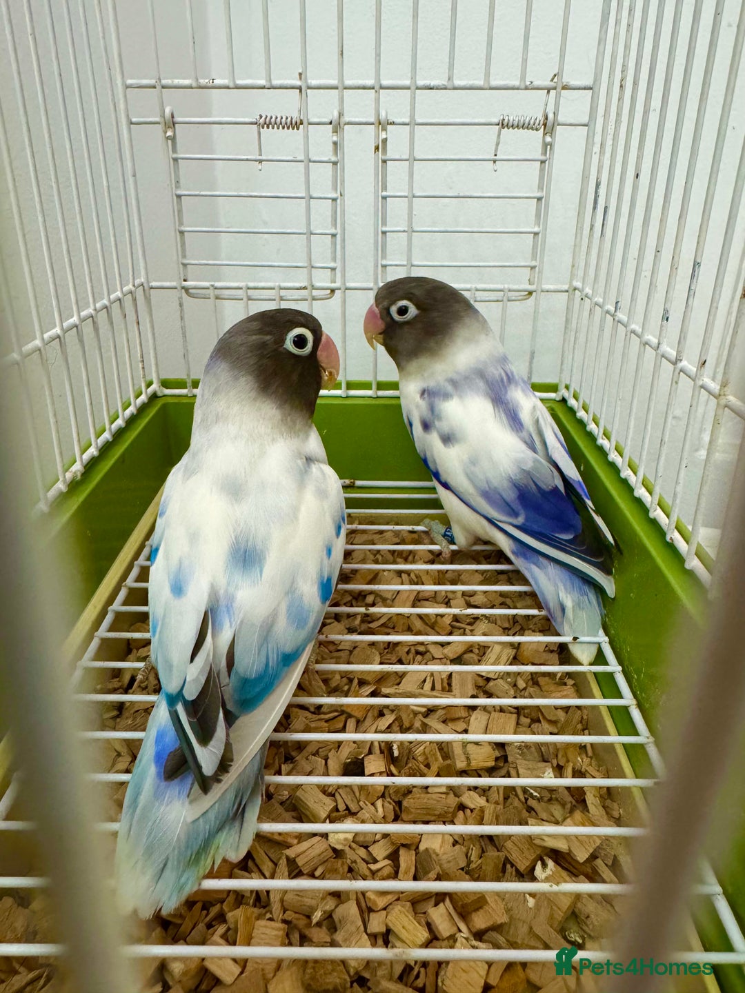 Lovebirds birds for sale: Masked Fischer Dominant Violet Blue Lovebirds - Image 1