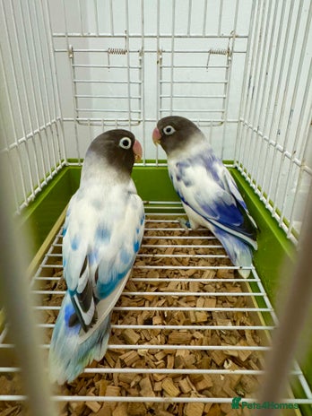 Lovebirds birds - Advert 2
