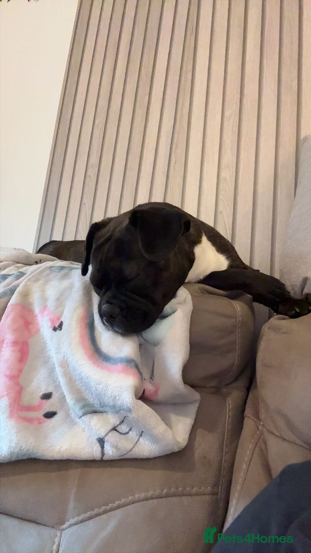 Mixed Breed dogs for sale: Urgent ivy  in Bonnyrigg - Advert 7
