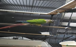 Conures birds for sale: Conures - Image 2