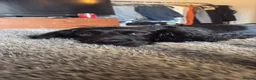 Sprocker dogs for sale: WORKING SPROCKER PUPPIES  - Advert 9