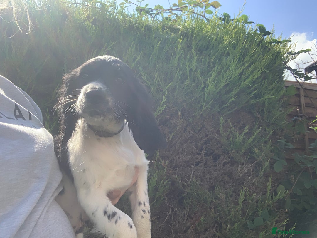 English Springer Spaniel dogs for sale: Ethically Bred  - Image 7