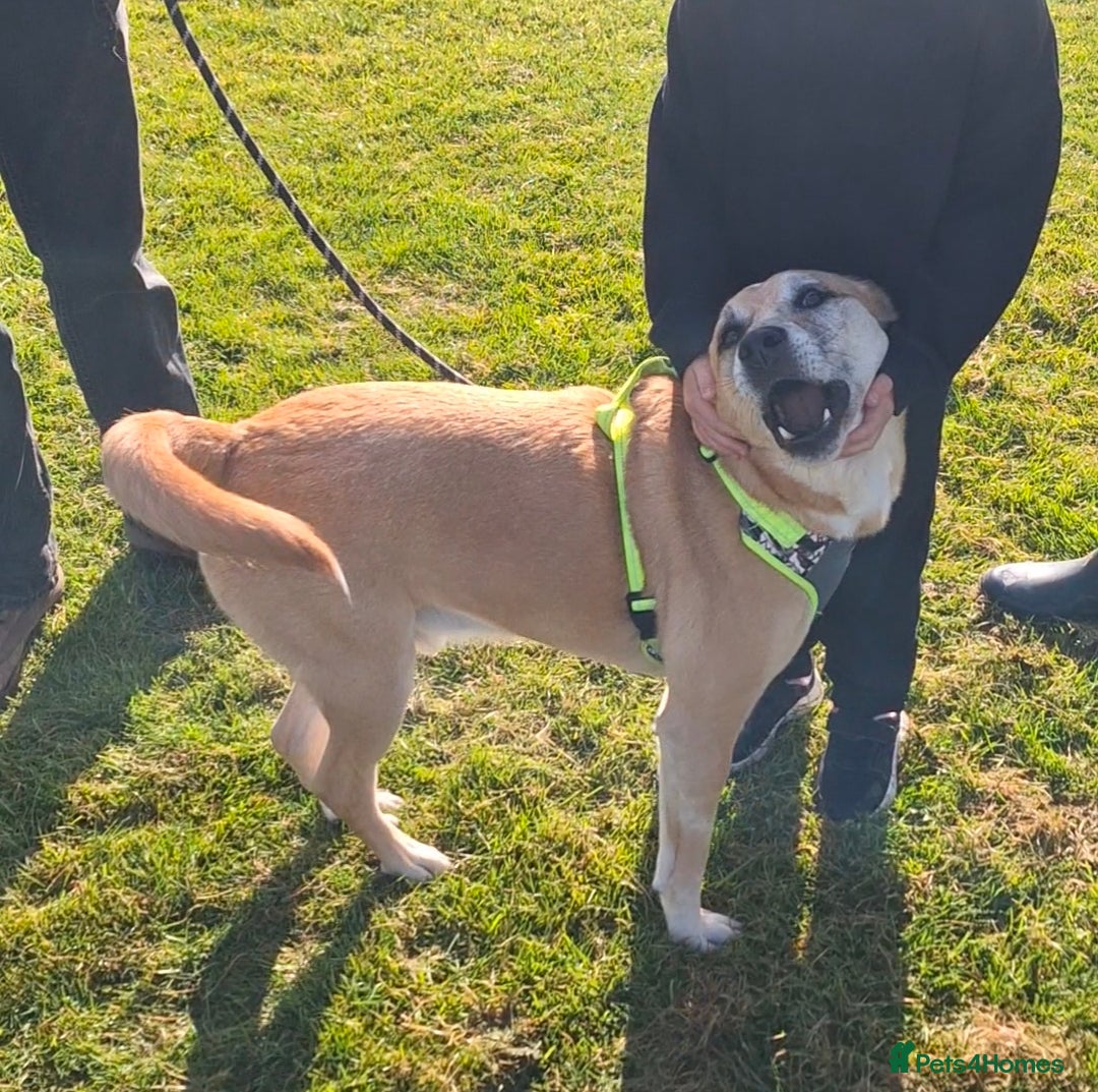 Mixed Breed dogs Foster or Forever Home for Beautiful Sanchez - Advert 11