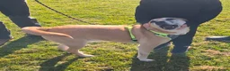 Mixed Breed dogs for sale: Foster or Forever Home for Beautiful Sanchez - Advert 1