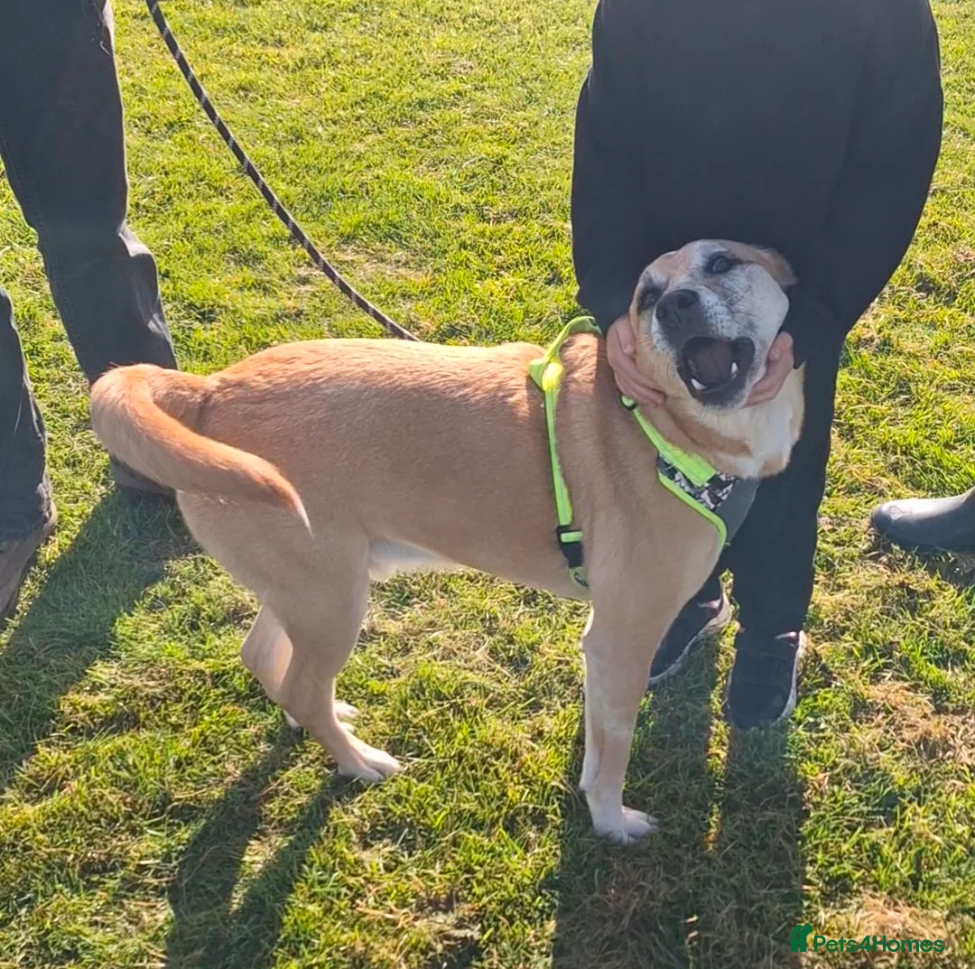 Mixed Breed dogs for sale: Foster or Forever Home for Beautiful Sanchez - Advert 1
