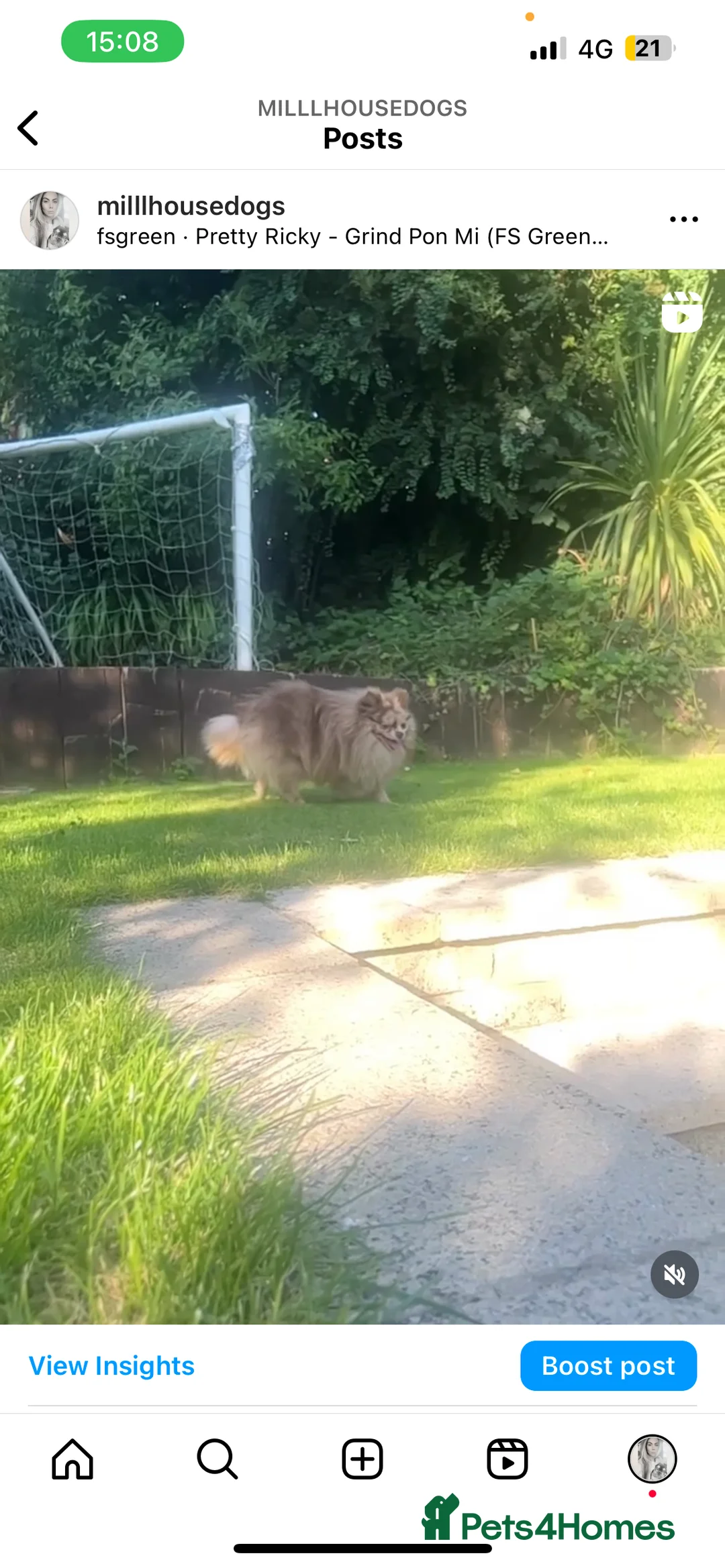 Pomeranian dogs for stud: Chocolate Merle Pomeranian stud  in Sunderland - Advert 7