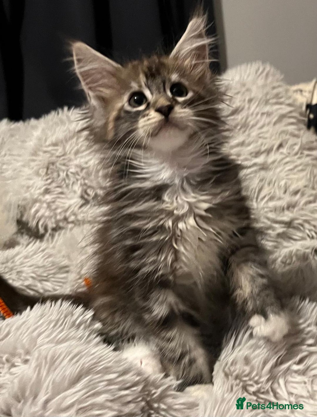 Maine Coon cats for sale: Ready now !!Maine coon kittens full papers  - Advert 3