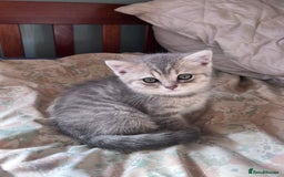 British Shorthair cats for sale: Scottish Straight/British Shorthair - Image 14