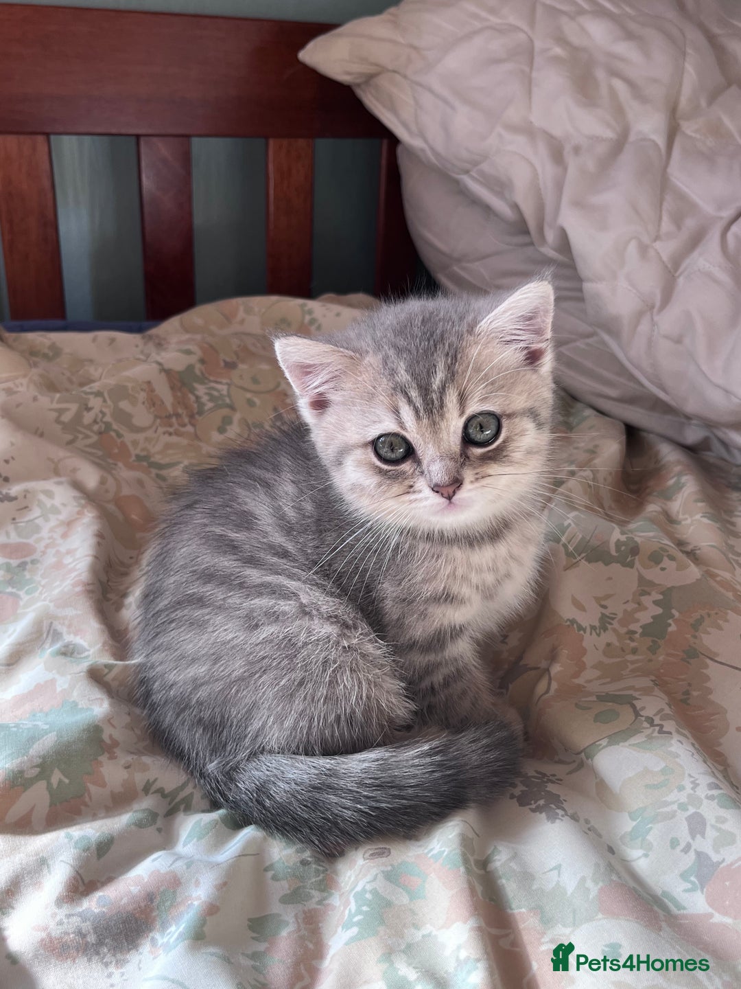 British Shorthair cats for sale: Scottish Straight/British Shorthair - Image 14