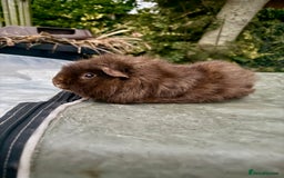 Guinea Pig rodents for sale: 5 month old bonded boy guinea pigs - Image 9