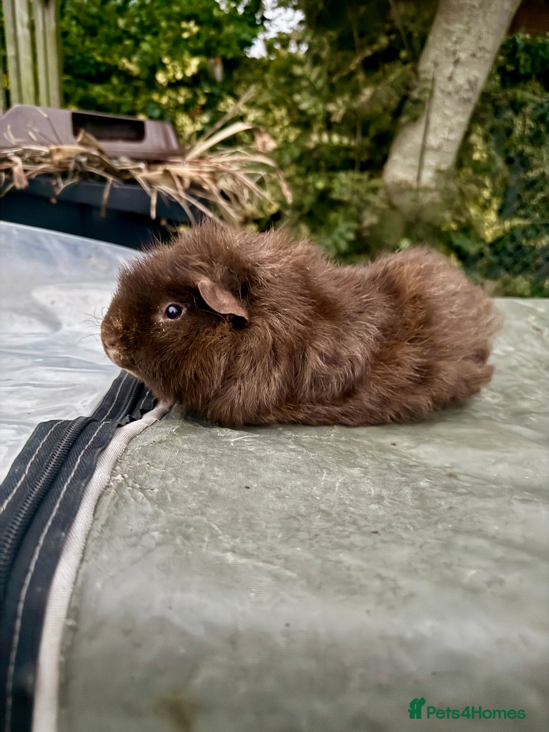 Guinea Pig rodents for sale: 5 month old bonded boy guinea pigs - Image 9