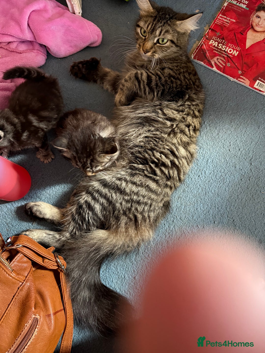 Maine Coon cats for sale: Beautiful fluffy Maine coone kittens for sale  - Image 3