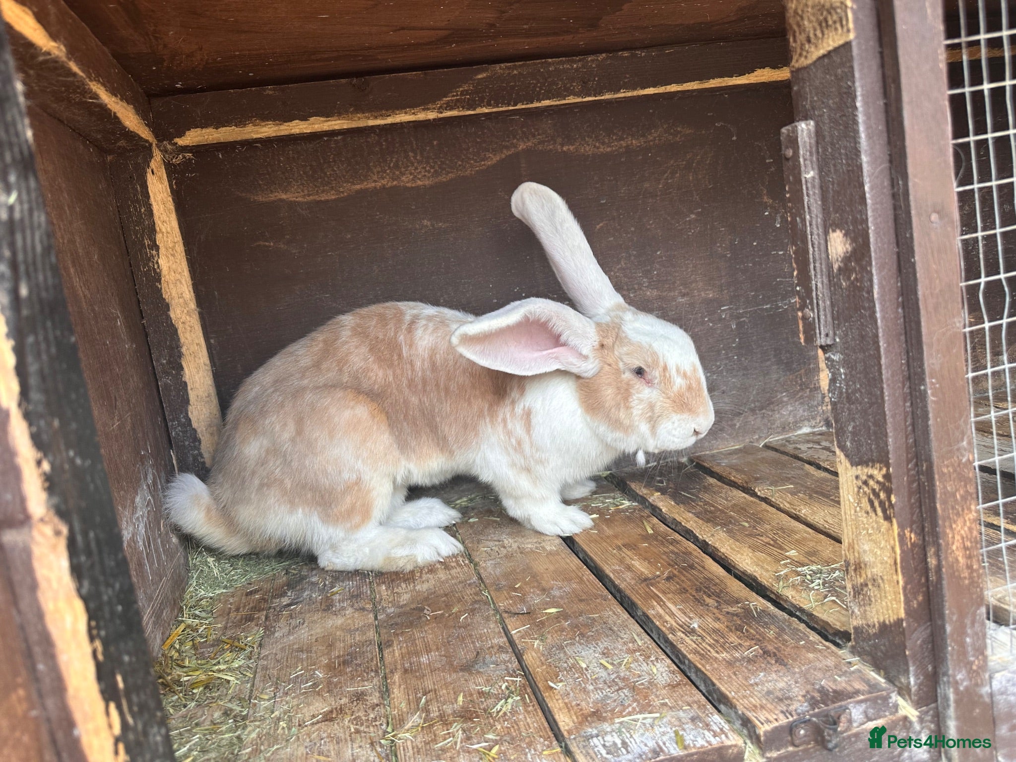 Continental Giant rabbits One Continental Giant and One New Zealand White   - Advert 1