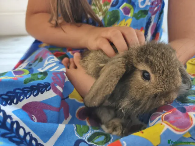 Mini Lion Lop rabbits for sale: Ready 23rd October - Advert 1