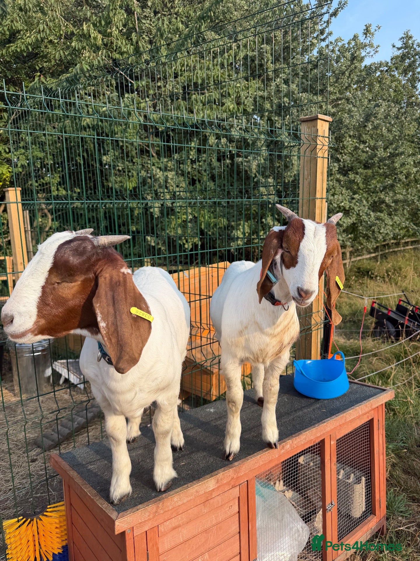 Goats livestock Boer castrated males  - Advert 17