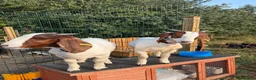 Goats livestock for sale: Boer castrated males  in Leeds - Advert 1