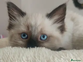 Ragdoll cats Last Stunning Ragdoll boy Looking for Forever Home - Advert 18