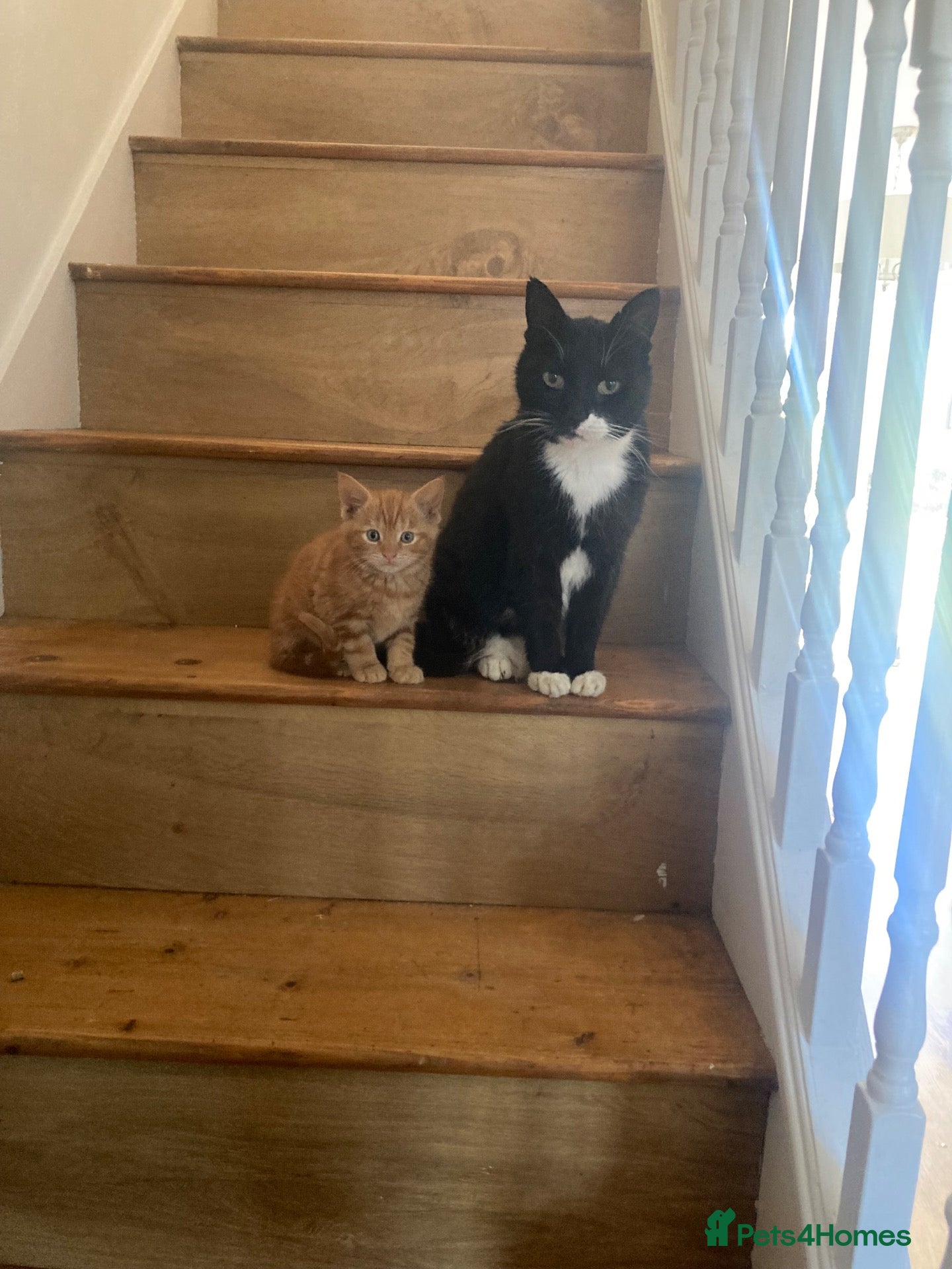 Mixed Breed cats Gorgeous kittens - Advert 1