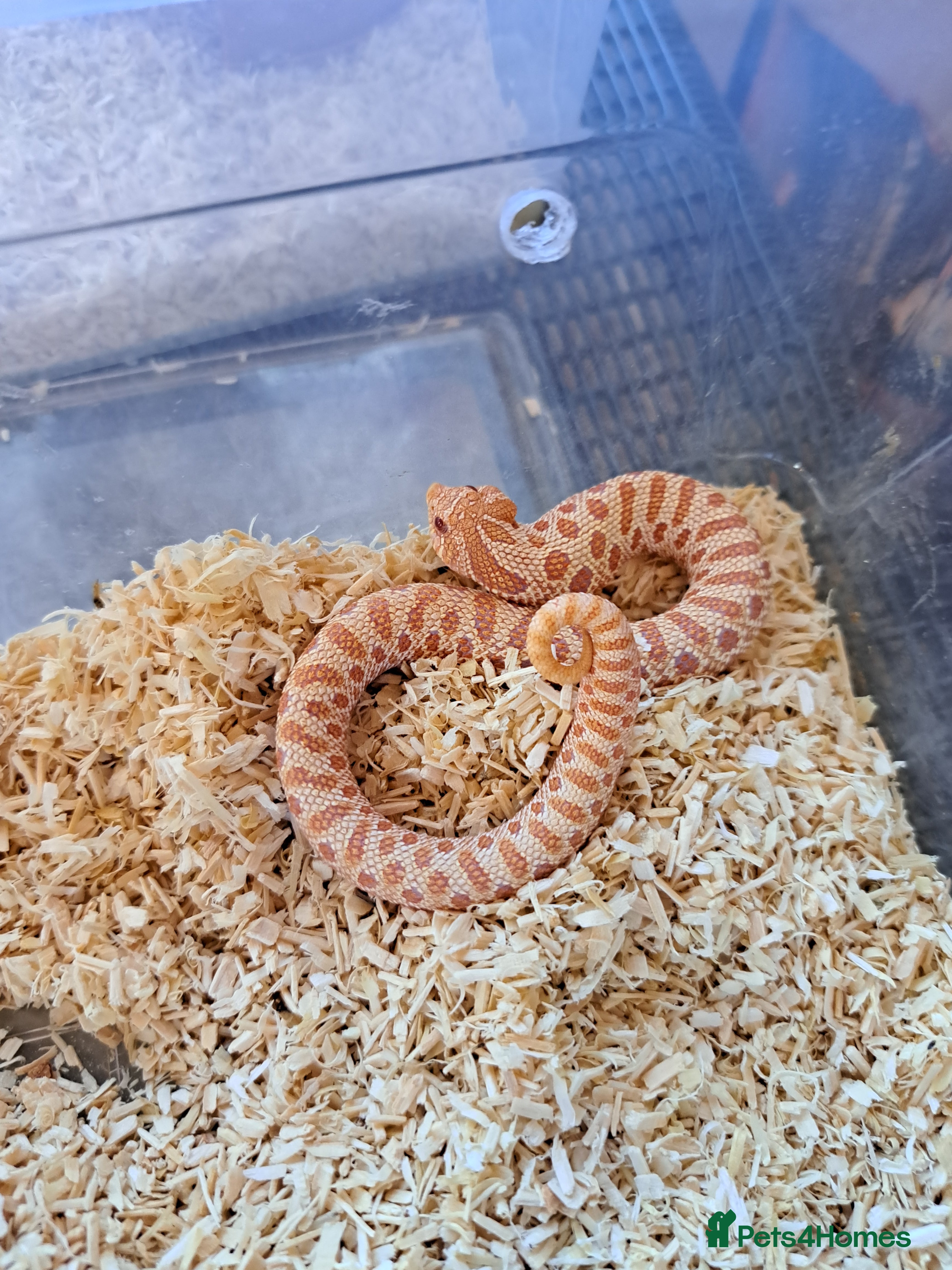 Snake reptiles Yearling western hognose albinos males and females - Advert 1