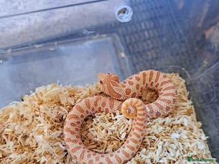 Snake reptiles Yearling western hognose albinos males and females - Advert 1