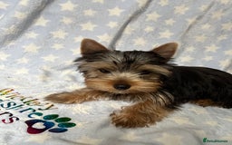 Yorkshire Terrier dogs for sale: Adorable pedigree Yorkshire Terriers - Image 3