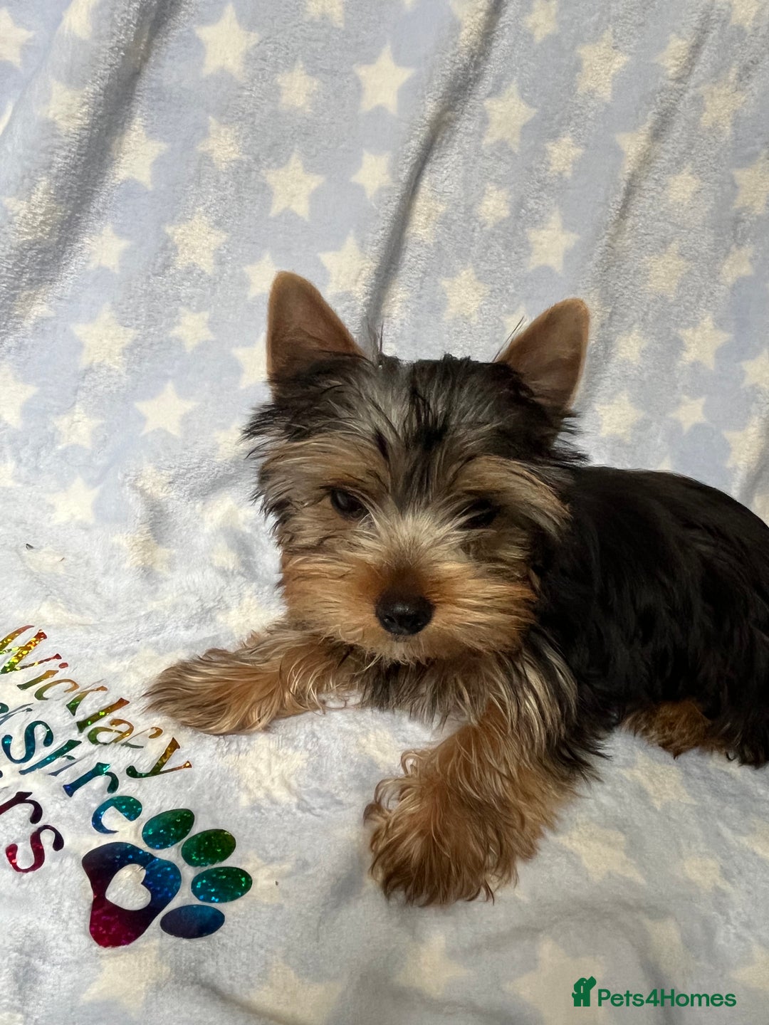 Yorkshire Terrier dogs for sale: Adorable pedigree Yorkshire Terriers - Image 3