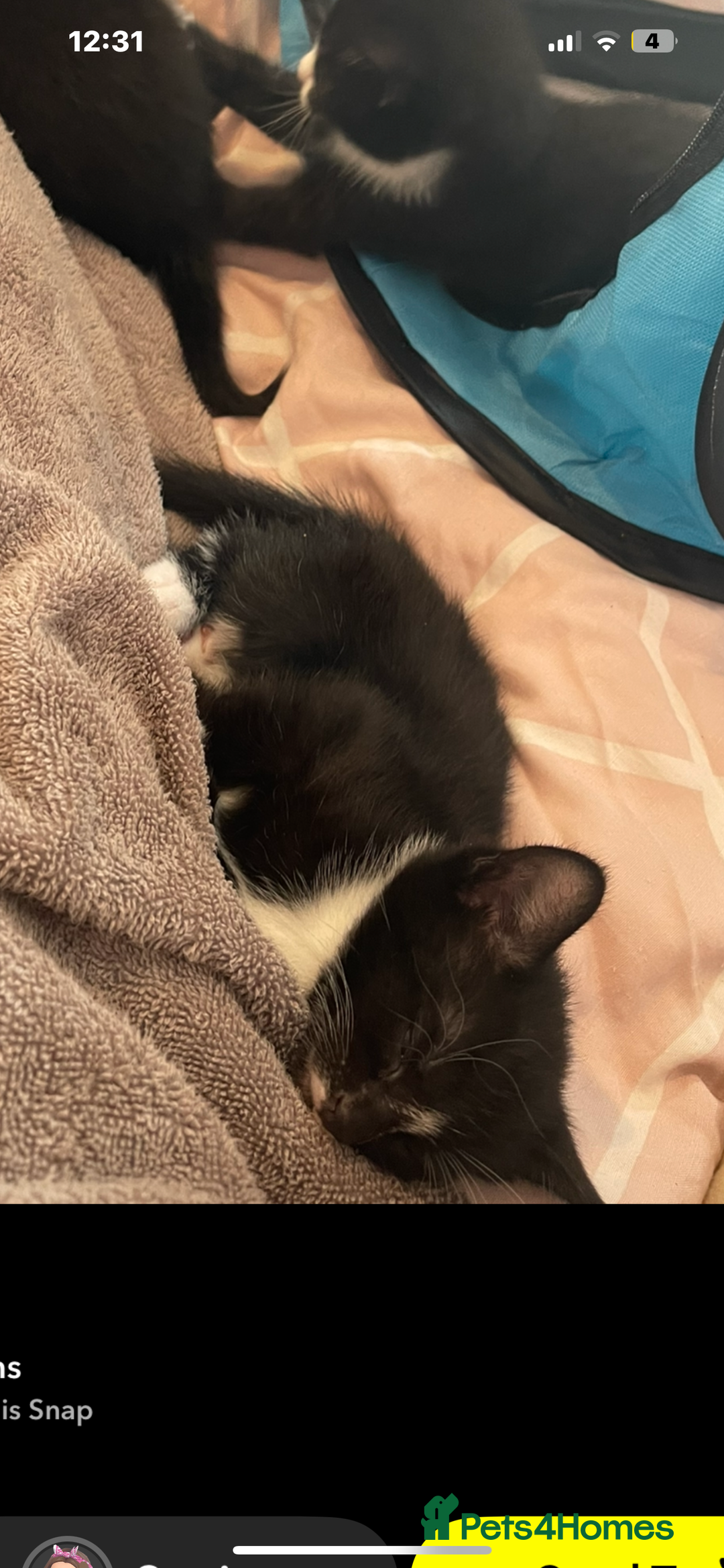British Shorthair cats for sale: Black and white British shorthair - Image 3