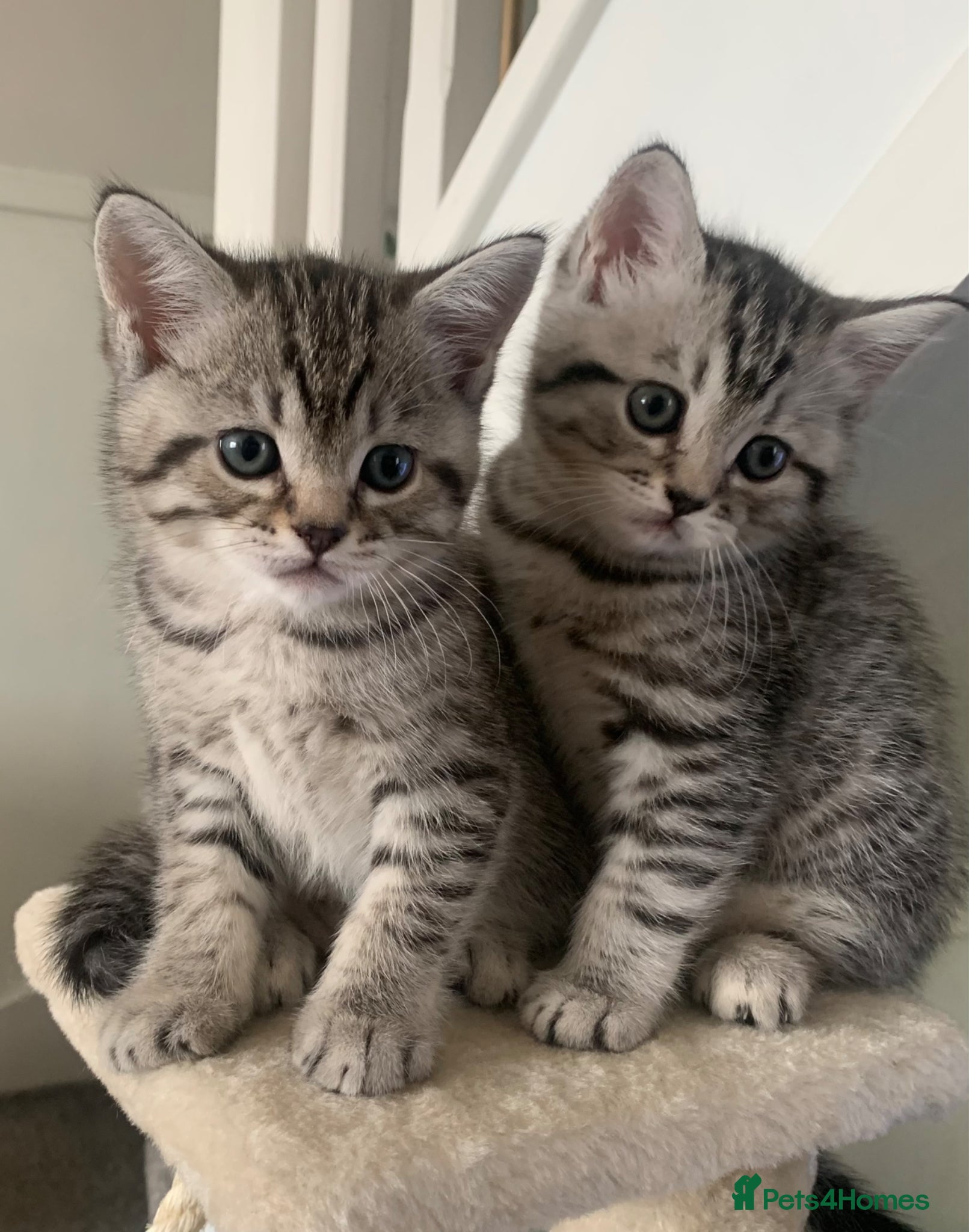 British Shorthair cats Beautiful silver spotted  tabbies - Advert 2