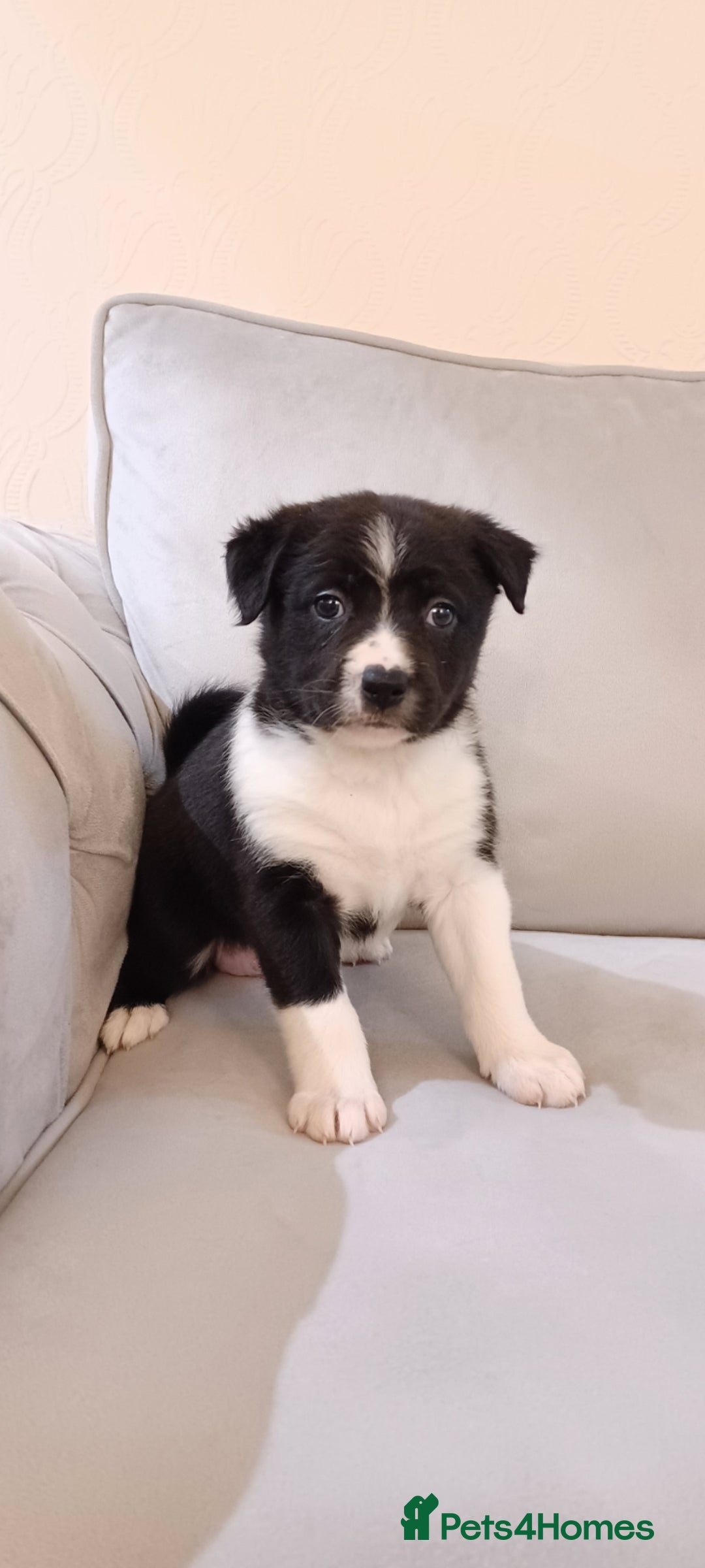 Border Collie dogs for sale: PBC Puppies - Border collie  - Advert 1