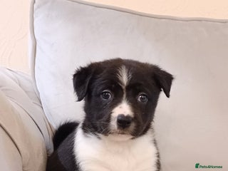 Border Collie dogs PBC Puppies - Border collie - Advert 1