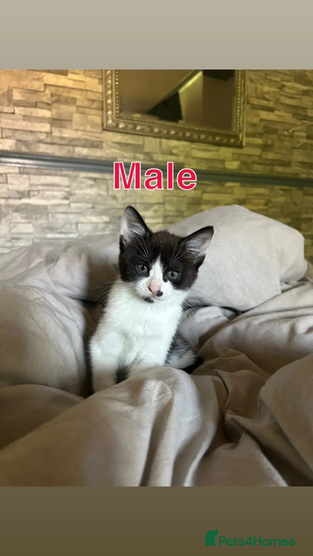 British Shorthair cats for sale: Black and White Male  - Advert 5