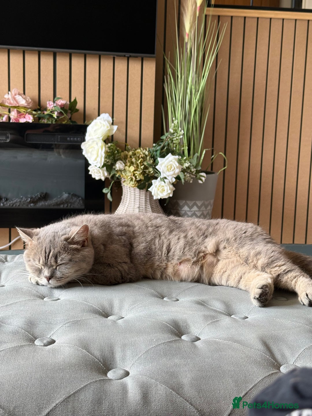 British Shorthair cats for sale: BSH Kittens 2 Chocolate / Salmon tip girl - Image 9