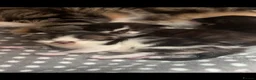 British Shorthair cats for sale: Beautiful British Shorthair Kittens in Westcliff-on-Sea - Advert 8