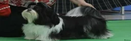 Shih Tzu dogs for stud: RKC Standard pure breed SHIH TZU -Stud - Advert 5