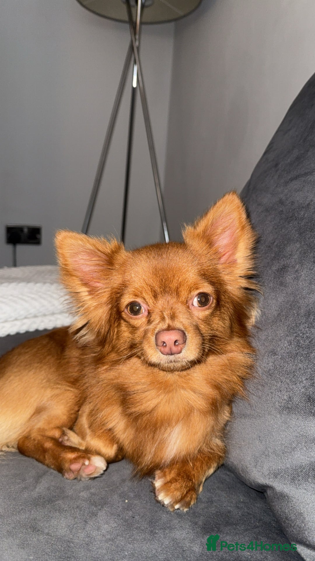 Chihuahua dogs for stud: Red long haired chihuahua for STUD - Advert 7