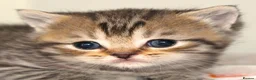 British Shorthair cats for sale: Gorgeous Golden Tabby ✨ British Shorthair Kitten ⭐ - Advert 6
