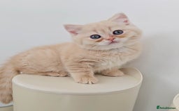 British Shorthair cats for sale: Rare Cream Kitten Ready For New Home - Image 12
