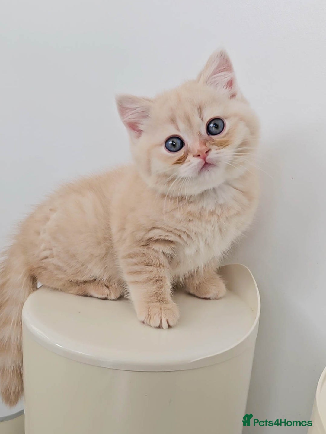 British Shorthair cats for sale: Rare Cream Kitten Ready For New Home - Image 12