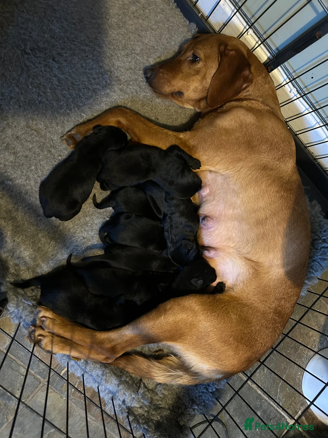 Labrador Retriever dogs for sale: Black lab boy puppies - Advert 7