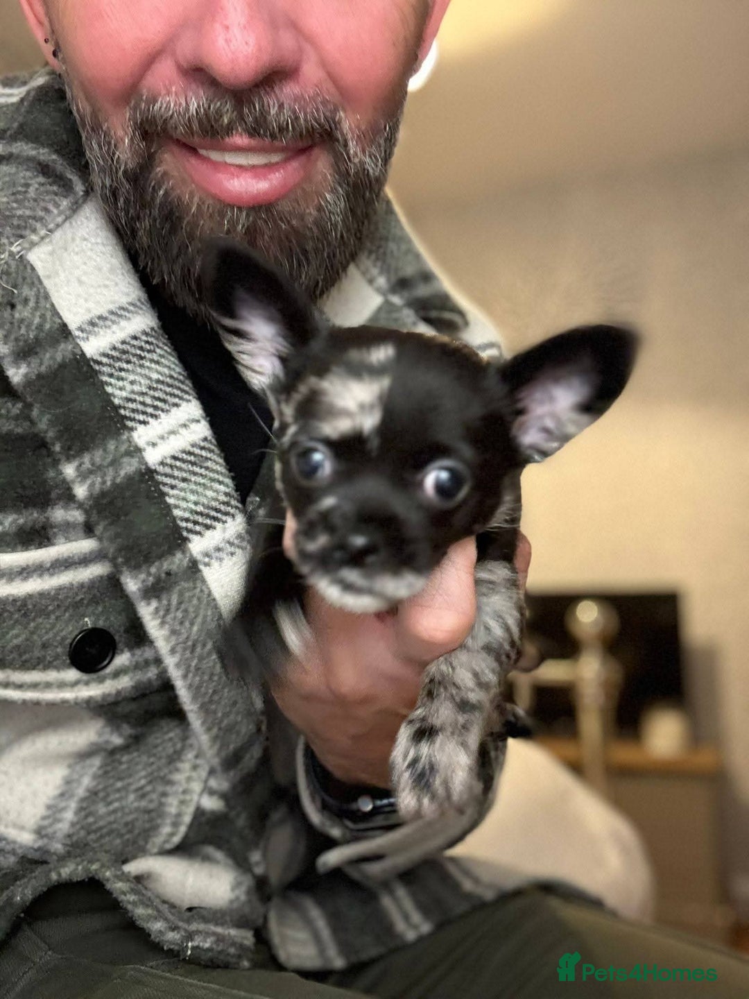 Chihuahua dogs for sale: 3 beautiful tiny pure breed chihuahua  - Advert 15