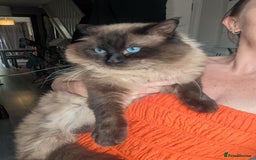 Ragdoll cats for sale: Absolutely gorgeous mink seal ragdoll for sale  - Image 6
