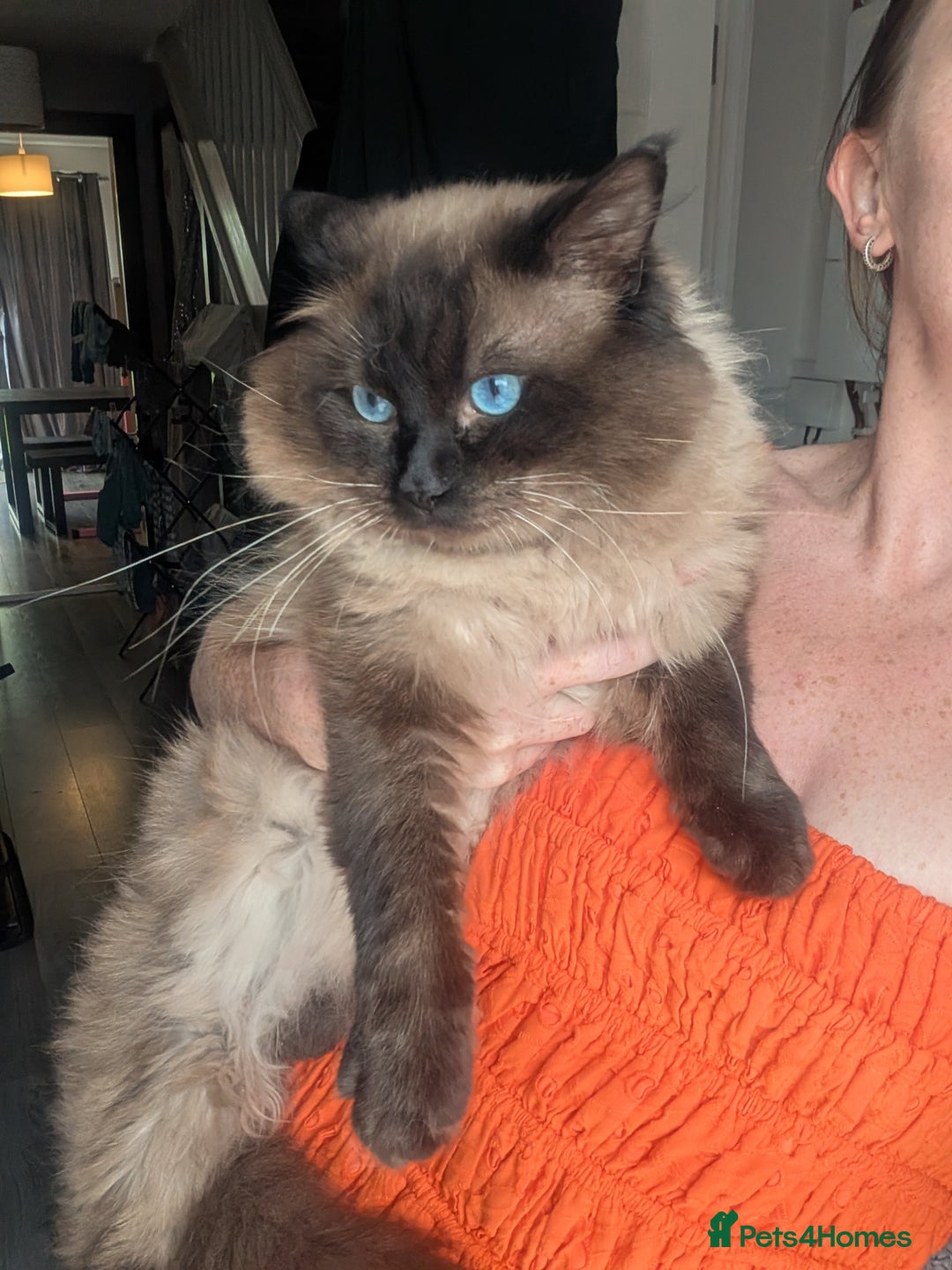 Ragdoll cats for sale: Absolutely gorgeous mink seal ragdoll for sale  - Image 6