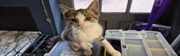 Mixed Breed cats for sale: Tabby kitten  in Willenhall - Advert 6