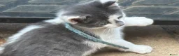 Mixed Breed cats for sale: Ragdoll x gorgeous  - Advert 11