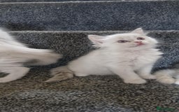 Ragdoll cats for sale: Ready in a week! Stunning Rare Ragdoll babies! - Image 13