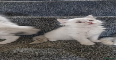 Ragdoll cats - Advert 1