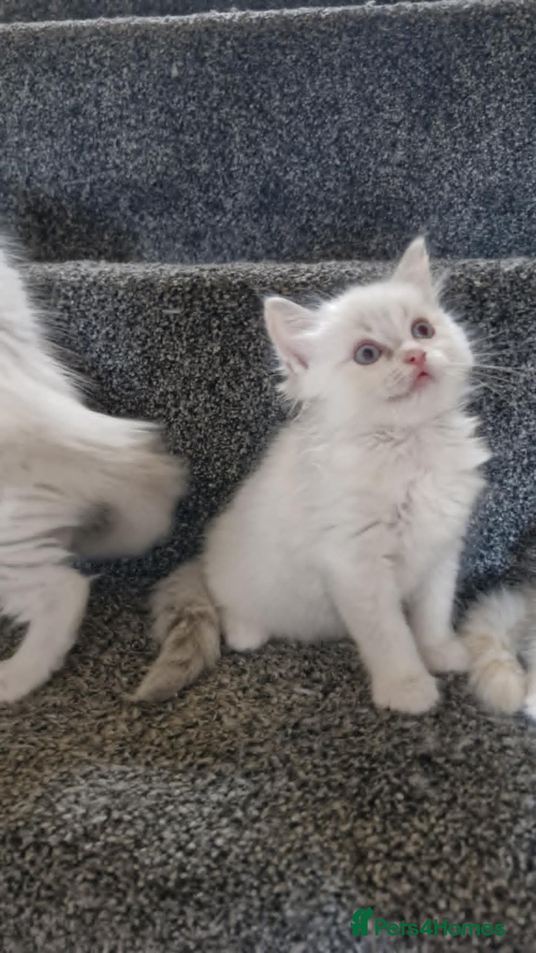 Ragdoll cats for sale: Ready in a week! Stunning Rare Ragdoll babies! - Image 13