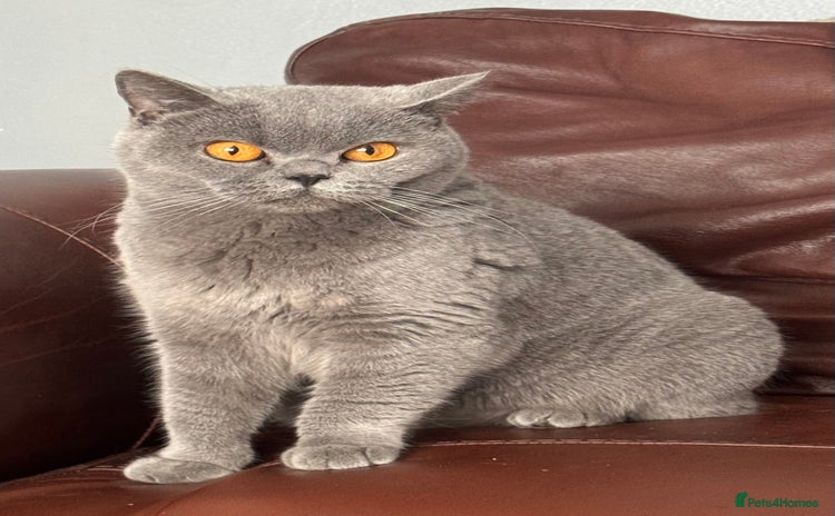 British Shorthair cats - Advert 1