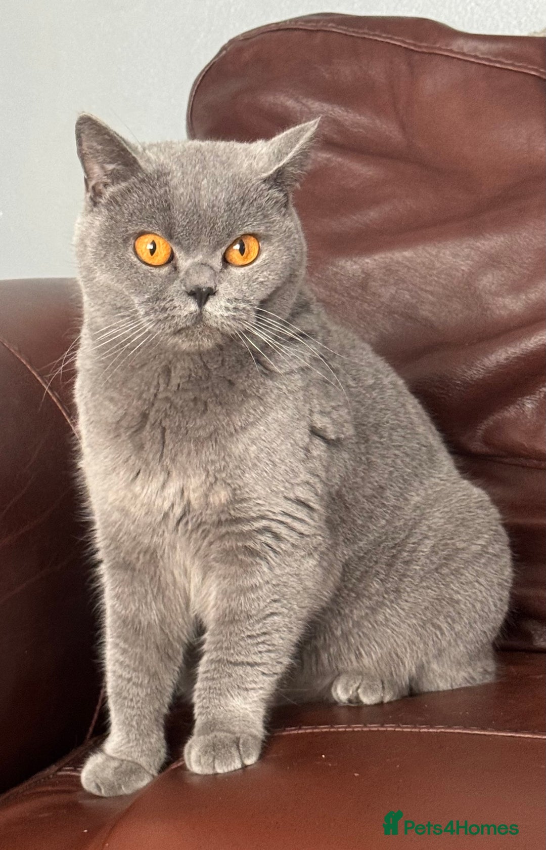 British Shorthair cats for sale: GCCF Active British shorthair 3 year old girl - Advert 1
