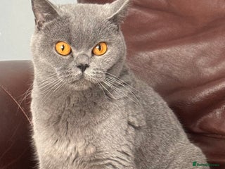 British Shorthair cats - Advert 1